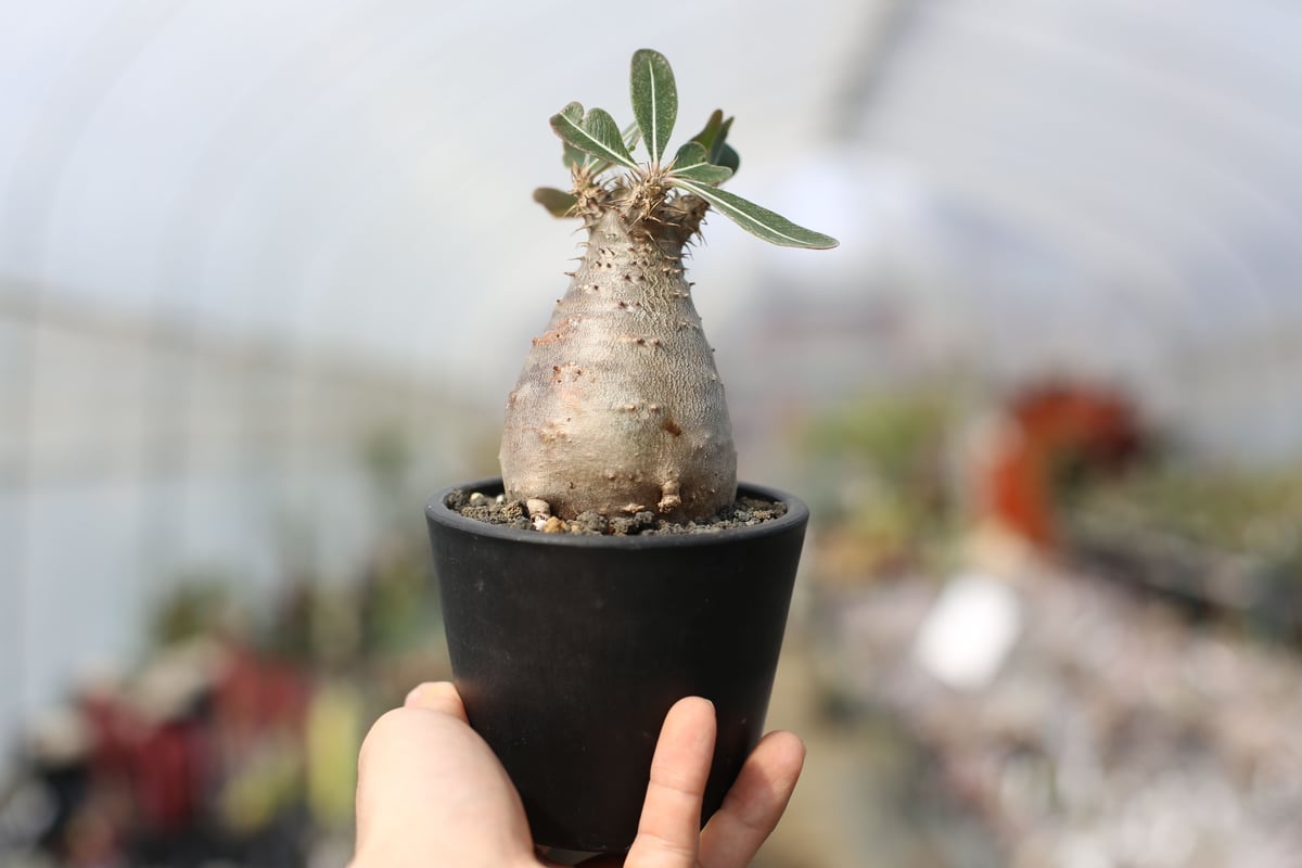 塊根植物　パキポディウム 　カクチペス パキポディウム カクチペス 実生株 014 Pachypodium cactipes