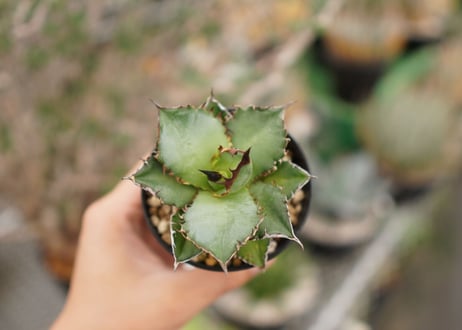 Agave titanota ” Black flame"