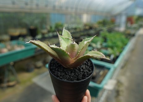 アガベ　チタノタ　FO-76　Agave titanota  FO-76　No.1