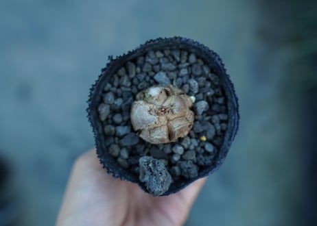 亀甲竜　Dioscorea elephantipes　No.3