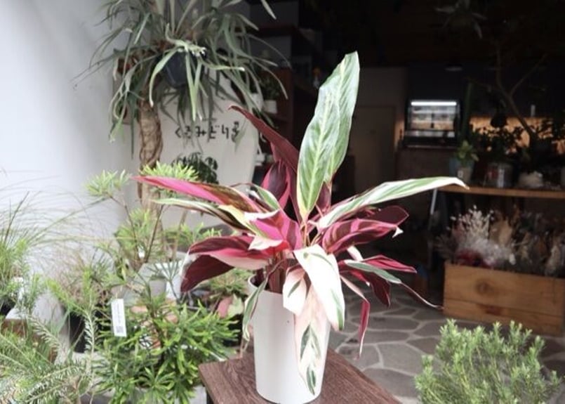 【美苗】激レア　ストロマンテ　トリオスター　斑入り　ゴマ斑　　抜き苗 美苗】激レア ストロマンテ トリオスター 斑入り ゴマ斑 抜き苗 美苗