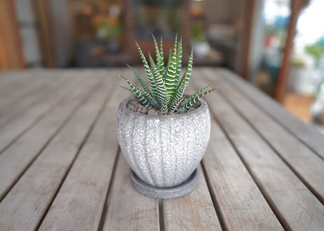 十二の巻　Haworthia fasciata