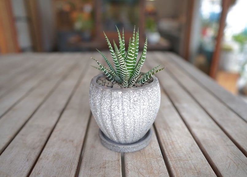 Top【選抜株】多肉植物　22043 アータスコープ12個　鉢無し/脱土 一点物】多肉植物寄植え DULTONポットセット(クラシックグリーン) 3号