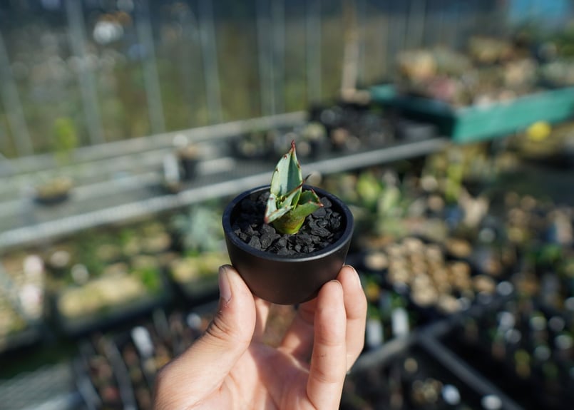 アガベ パラサナはファイアーボール 特大 抜き苗】アガベ パラサナ