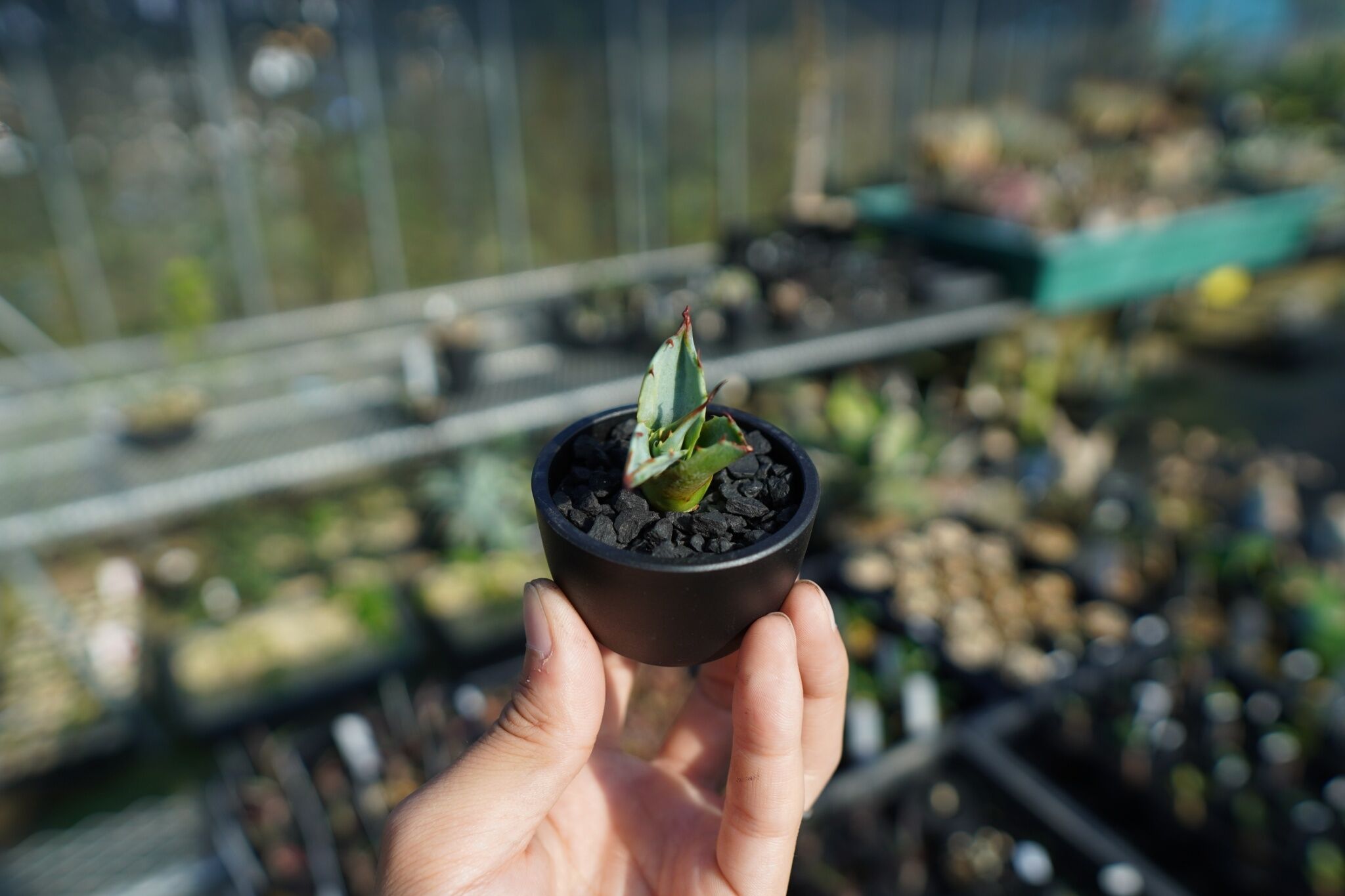 抜き苗】アガベ パラサナ ファイヤーボール Agave parrasana Fire bal