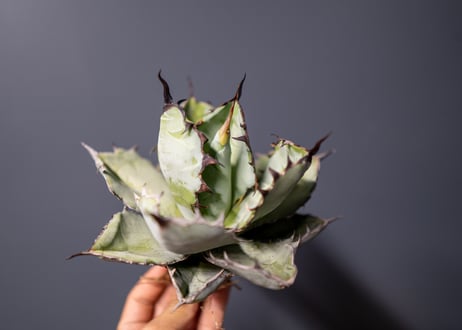 Agave titanota Agave B&B No.8