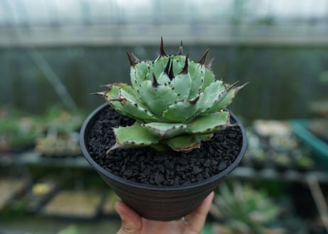 アガベ　マクロアカンサ×ポタトラム　 Agave macroacantha×potatorum