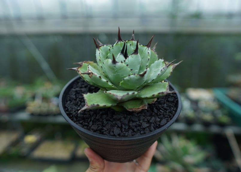 アガベ マクロアカンサ×ポタトラム Agave macroacantha×potatorum