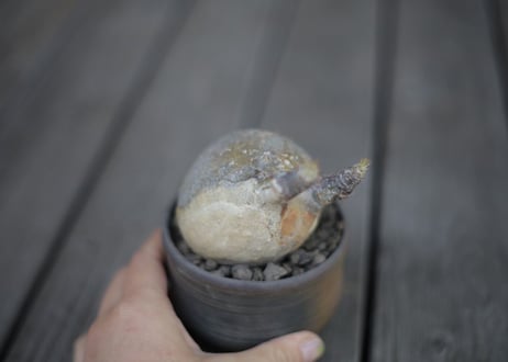 パキポディウム  グラキリス Pachypodium Gracilius