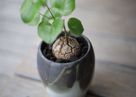 亀甲竜　Dioscorea elephantipes