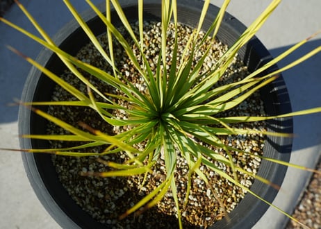 ユッカ　ロストラータ　yucca rostrata No.2