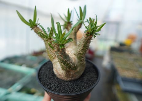 パキポディウム　グラキリス　Pachypodium  Gracilius No.6