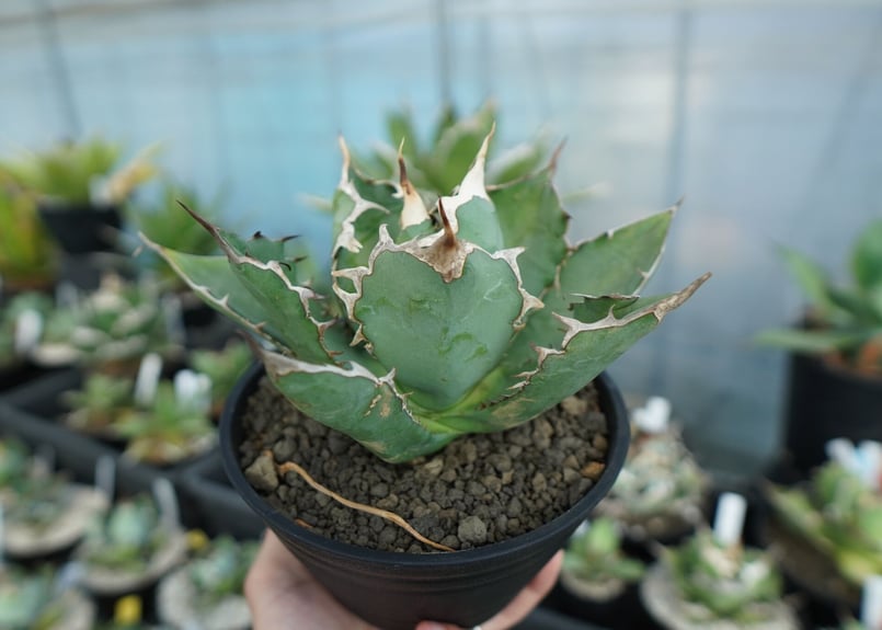 アガベ　チタノタ　ホリダ　観葉植物　塊根植物 Agave titanota x horrida | mana's farm:塊根植物・アガベ