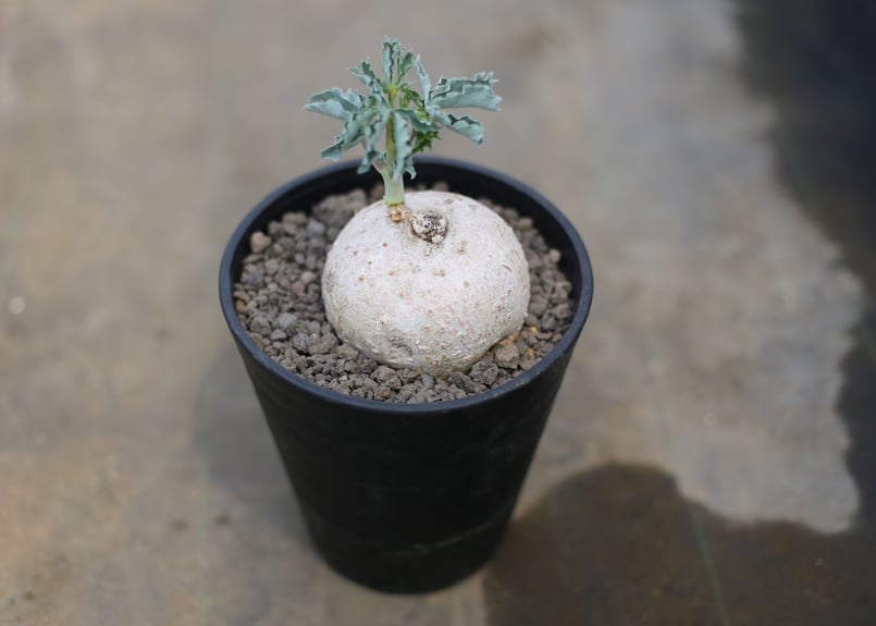 ヤトロファ ベルランディエリ 錦珊瑚 | mana's farm:塊根植物