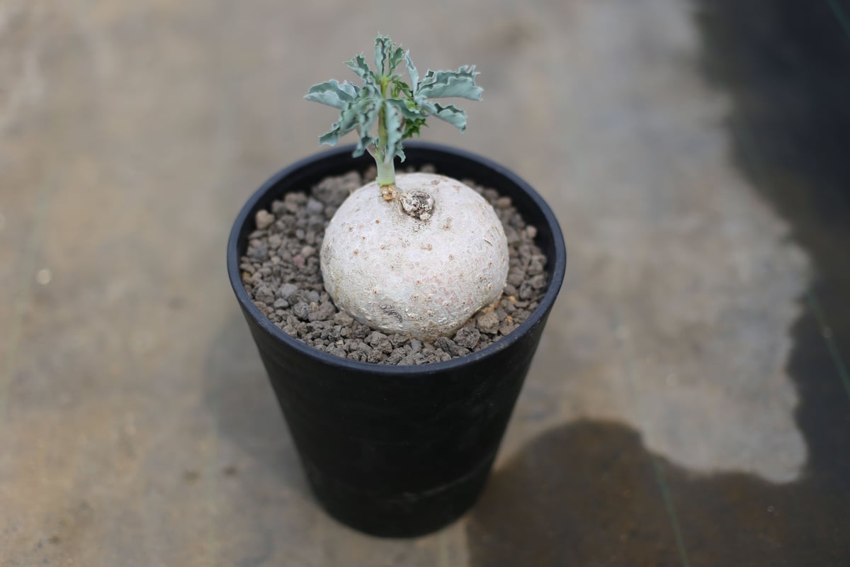 ヤトロファ　ベルランディエリ ヤトロファ： ベルランディエリ カタルティカ 4号鉢植え の通販