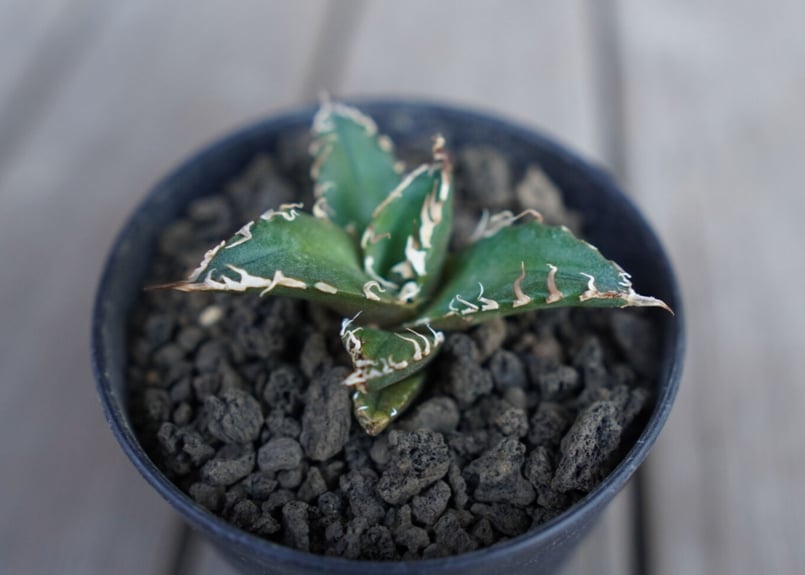 【返品?交換対象商品】 アガベ gree mana's | oaxaca oteroi agave オアハカ オテロイ アガベ