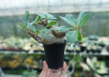 パキポディウム マカイエンセ　Pachypodium makayense　No.3