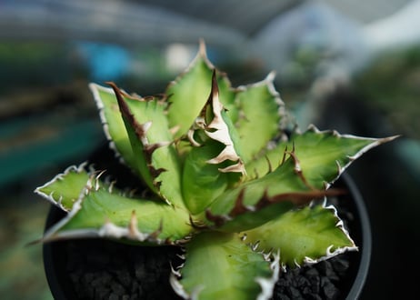 アガベ　チタノタ　レッドキャットウィーズル　Agave titanota Red catweezle　No.3