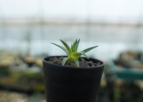 ディッキア　ムーングロー　Dyckia brevifolia  Moon Glow　No.1