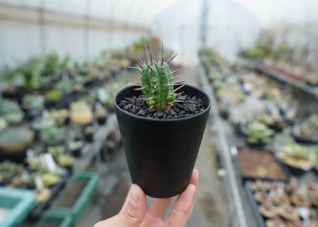 ユーフォルビア　フェロックス　Euphorbia ferox