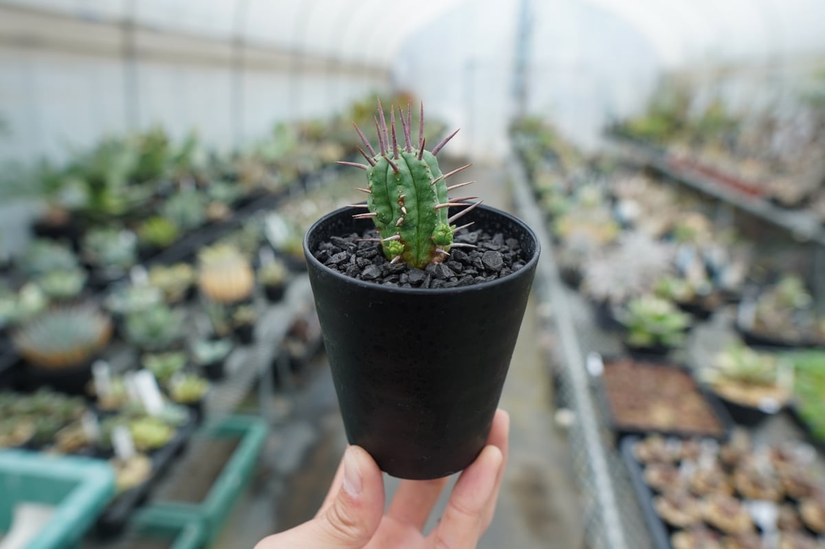 ユーフォルビア フェロックス Euphorbia ferox | mana's farm:塊根
