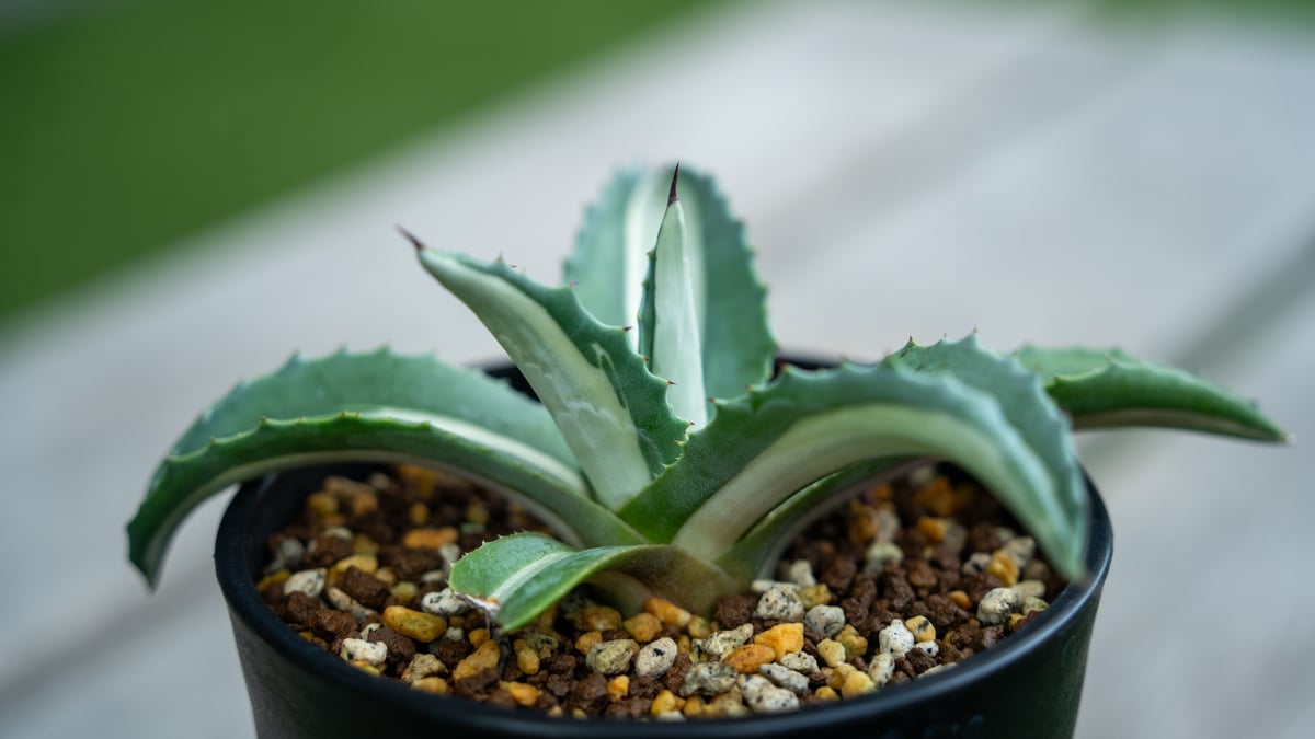 アガベ 華厳 | mana's farm:塊根植物・アガベ・ドライガーデン植物販売