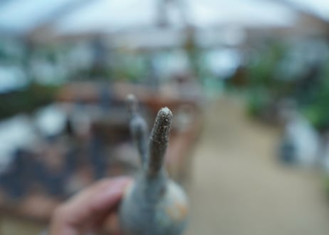 【抜き苗】パキポディウム　グラキリス　 Pachypodium Gracilius  No.6