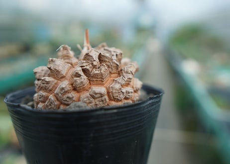 【長谷川園芸産】亀甲竜　Dioscorea elephantipes　No.3