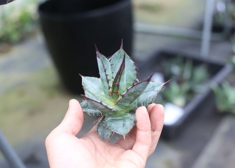 Agave titanota x horrida | mana's farm:塊根植物・アガベ