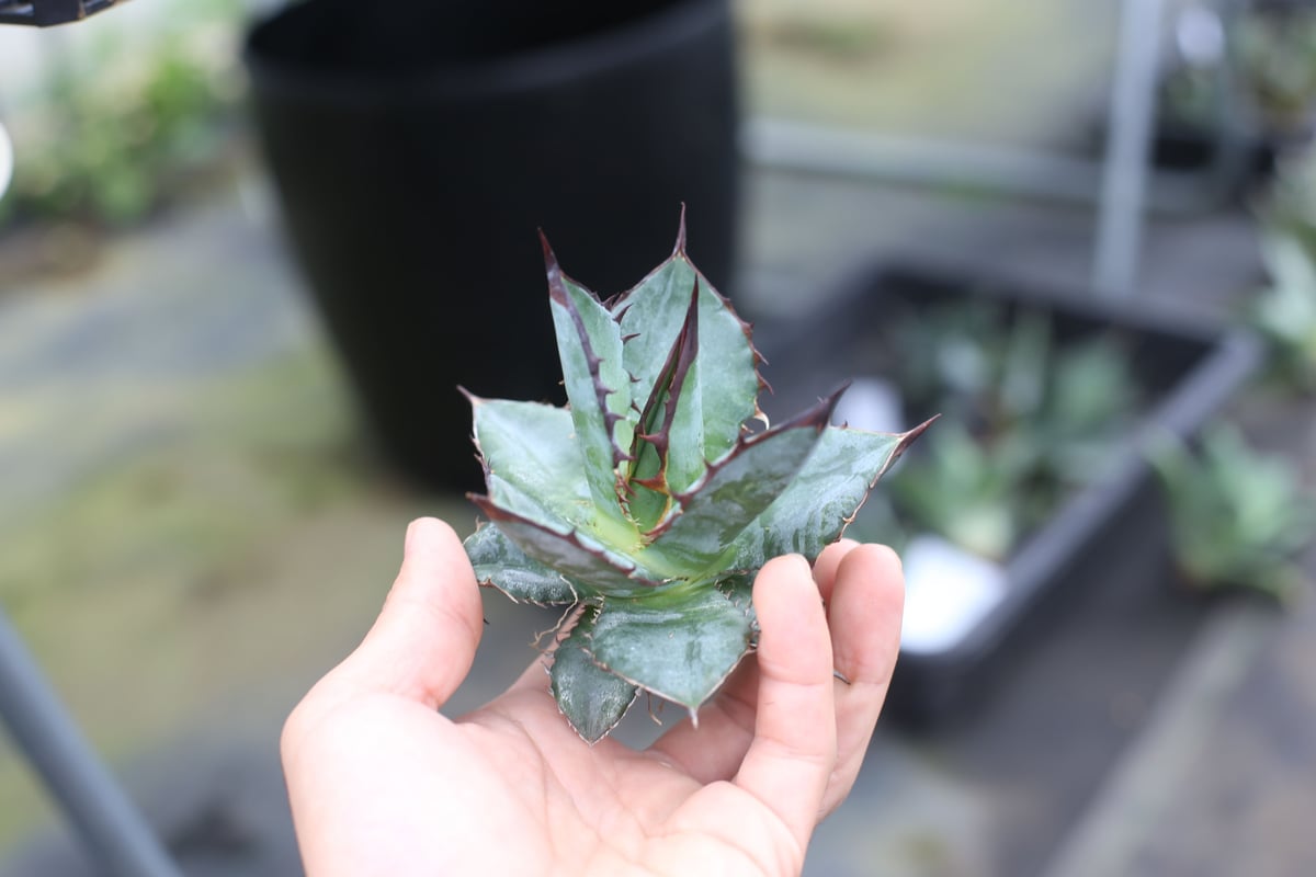 アガベ　チタノタ　ホリダ　観葉植物　塊根植物 Agave titanota x horrida | mana's farm:塊根植物・アガベ