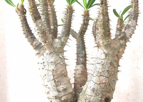 パキポディウム ロスラーツム　 Pachypodium rosulatum