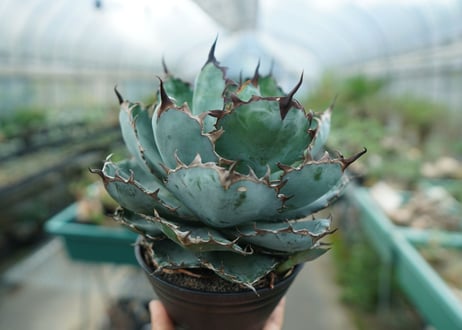 アガベ　チタノタ　 ブラックアンドブルー 　Agave titanota black and blue　No.3