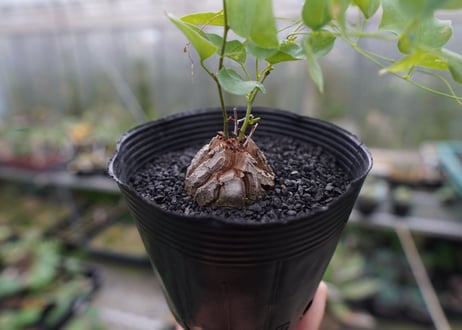 ディオスコレア　シルバティカ　Dioscorea sylvatica  No.2