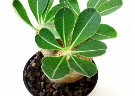 Pachypodium eburneum 　パキポディウム エブレネウム №2