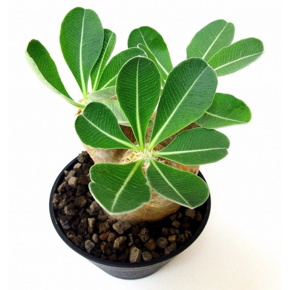 Pachypodium eburneum パキポディウム エブレネウム №2 | mana'