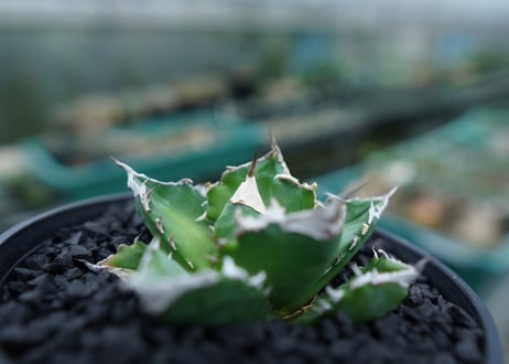 アガベ　チタノタ　白火焔　agave titanota white fire　No.2