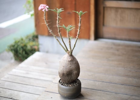 パキポディウム　 サキュレンタム 　Pachypodium succulentum