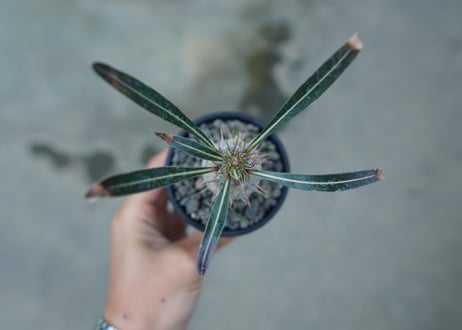 パキポディウム　カクチぺス　Pachypodium cactipes