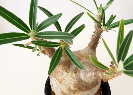 パキポディウム  グラキリス Pachypodium Gracilius　№5