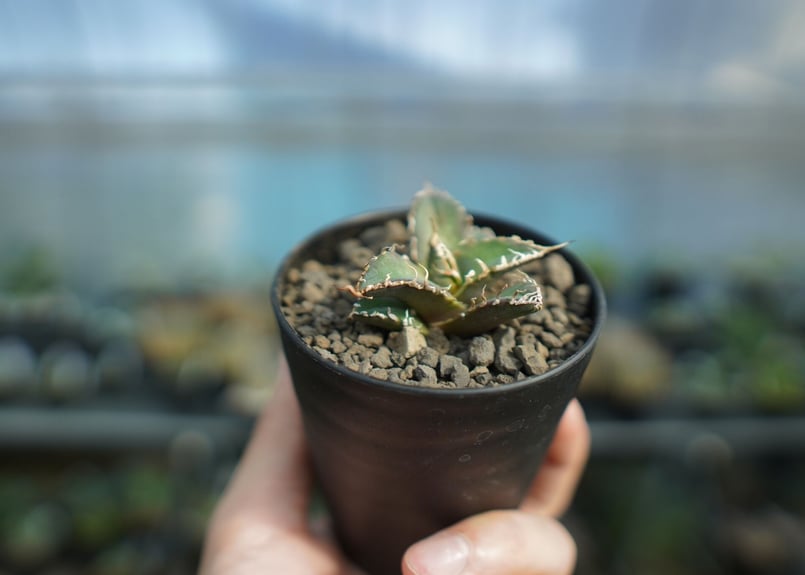 アガベ オテロイ オアハカ agave oteroi oaxaca | mana's farm