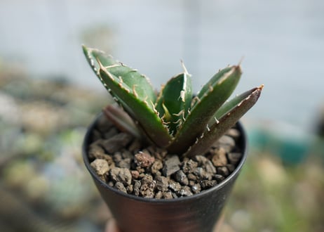 アガベ　チタノタ　鬼爪雪峰  Agave titanota “Onitsume Yukimine"　No.2