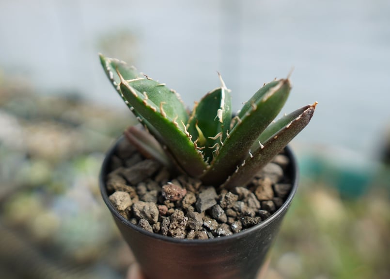 アガベ チタノタ 鬼爪雪峰 Agave titanota “Onitsume Yukimin