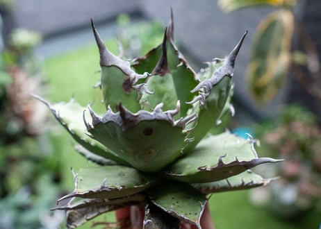 Agave titanota FO-76 B NO.2