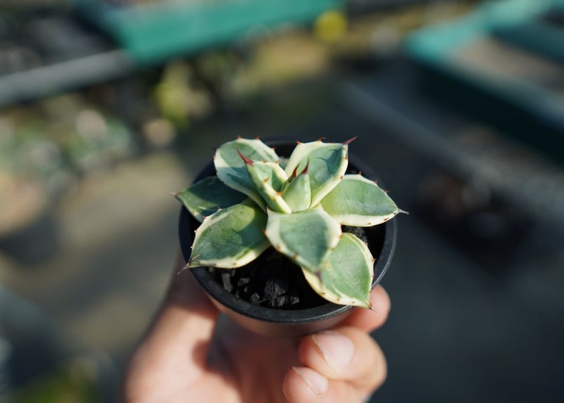 抜き苗】アガベ クリームスパイク Agave Cream Spike | mana's fa