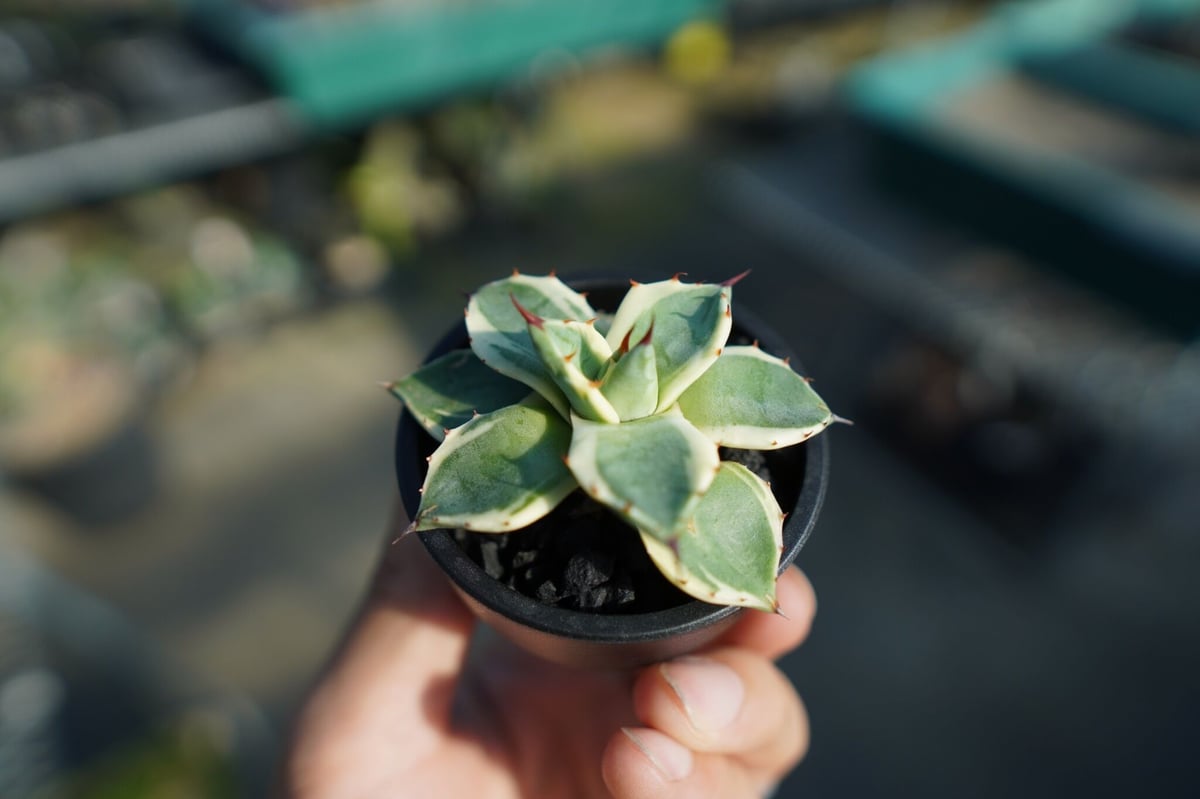 アガベ クリームスパイク 子株 アガベ・アプラナータ 'クリーム