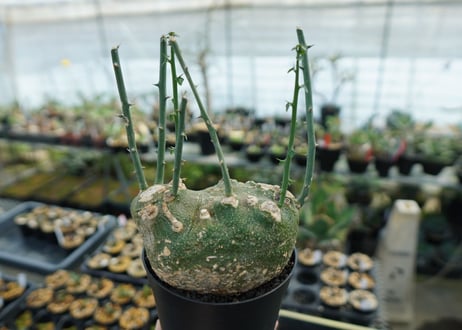 アデニア　グロボーサ　Adenia globosa