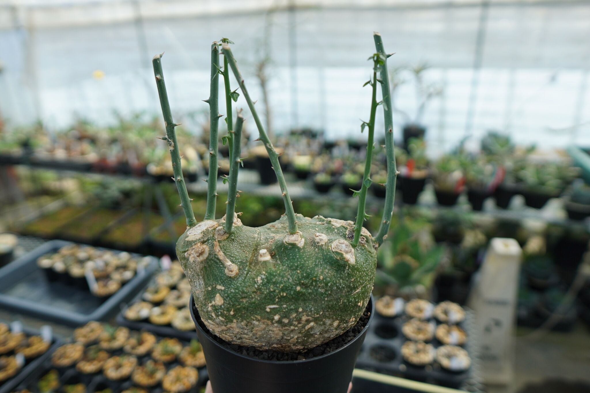 アデニア グロボーサ Adenia globosa | mana's farm:塊根植物・アガ