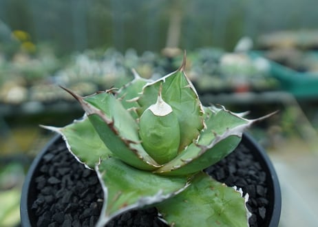 アガベ　チタノタ 　Agave titanota No.3