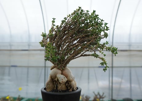 姫紅小松　Trichodiadema bulbosum  No.4