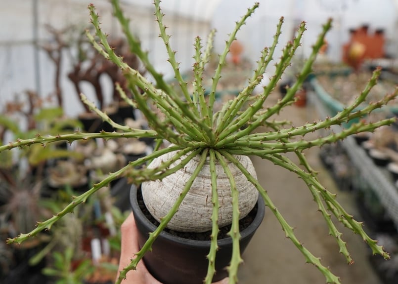 ユーフォルビア デシドゥア | mana's farm:塊根植物・アガベ